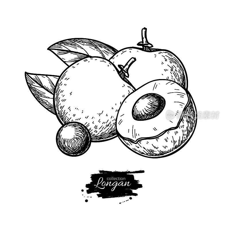 Longan vector drawing. Hand drawn tropical fruit illustration. Engraved summer fruit.